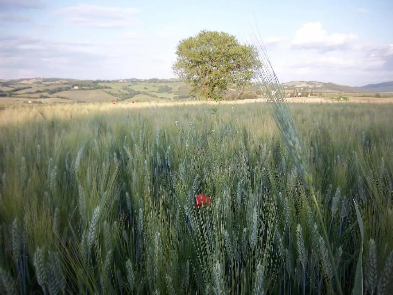 Appartamento Girasole - Agriturismo Le Selvole Pomarance 0*,  Italy