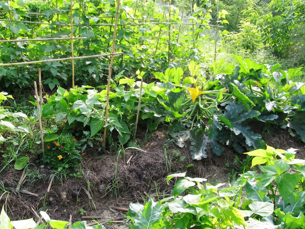 Appartamento Girasole - Agriturismo Le Selvole Pomarance Italy